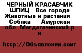 ЧЕРНЫЙ КРАСАВЧИК ШПИЦ - Все города Животные и растения » Собаки   . Амурская обл.,Магдагачинский р-н